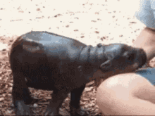 Babyanimal Hippo GIF - Babyanimal Animal Hippo GIFs