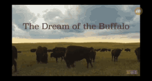The Dream Wild GIF - The Dream Wild Buffalo GIFs