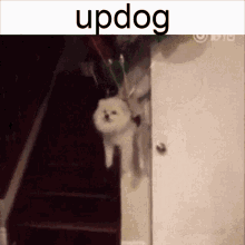 updog whats is dog want