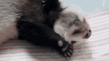 Stretching Pampered Pandas GIF - Stretching Pampered Pandas Sleeping GIFs