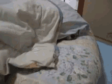 futon shiba dog