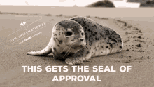 Cute Animals Seal GIF - Cute Animals Cute Seal GIFs