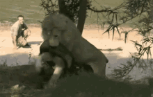 Silly Lion GIF - Lion Silly Playing GIFs