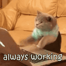 Always Working Funny Animals GIF - Always Working Funny Animals Cats GIFs