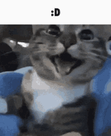 Cat Happy GIF - Cat Happy Drive GIFs