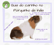 Porquinho Da India Guinea Pig GIF - Porquinho Da India Guinea Pig Pdi GIFs