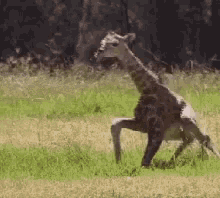 baby giraffe trying to walk cute motherly love cant walk