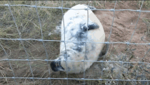 donnanook seal