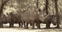 rhino dean schneider vlog wildlife group of rhino wilderness