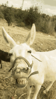 Jacobsridge Donkey GIF - Jacobsridge Donkey Donkey Smile GIFs