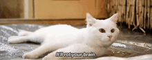 Cat It Will Rot Your Brain GIF - Cat It Will Rot Your Brain Fifth GIFs