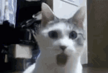 Cat Wow GIF - Cat Wow Shocked GIFs