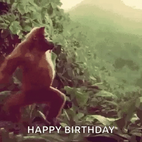 Happy Birthday Monkey Gifs Tenor