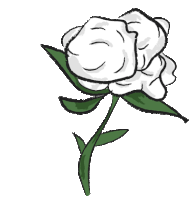 Cotton White Rose Sticker - Cotton White Rose Wool Stickers