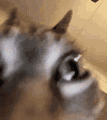 Cat Insane GIF - Cat Insane GIFs