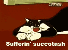 Sylvester Cat GIF - Sylvester Cat Funny GIFs