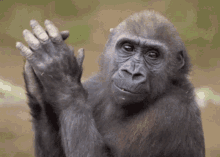 clap monkey