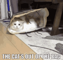 cats out of the bag the word is out everybody knows couldnt keep a secret blabbermouth cats out of the bag the word is out everybody knows couldnt keep a secret blabbermouth