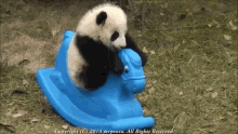 panda playful