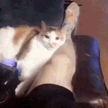 Cat Bite GIF - Cat Bite Legs GIFs