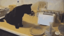 猫トースト GIF - Cat Toaster GIFs