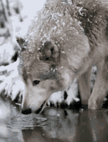 Grey Wolf Winter Wolf GIF - Grey Wolf Wolf Winter Wolf GIFs