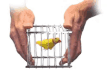 Bird Cage Gone GIF - Bird Cage Gone GIFs