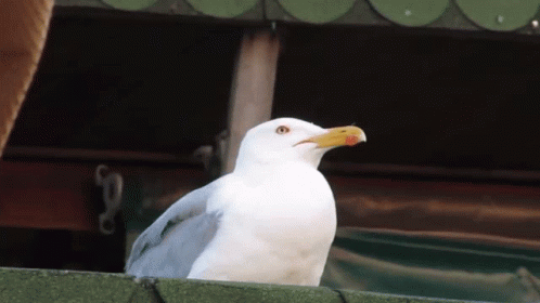 Seagull Meme Seagull GIF - Seagull Meme Seagull Meme GIFs