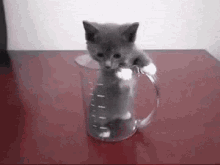kitten cat measuring cup sad wondering