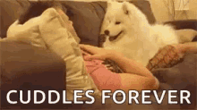 Dog Samoyed GIF - Dog Samoyed Cuddle GIFs