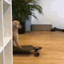 Dog Skateboard GIF - Dog Skateboard Skateboarding GIFs