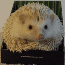 jeanjean jeanjeanji cute hedgehog hedgehog tongue