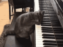 Playing A Tune Piano GIF - Playing A Tune Piano Cat GIFs