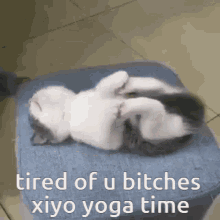 Xiyo Xiyo Kitty GIF - Xiyo Xiyo Kitty Kitten GIFs
