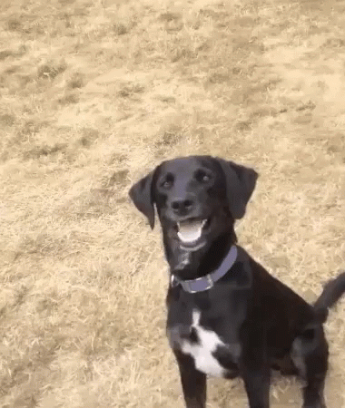 dog-wtf.gif