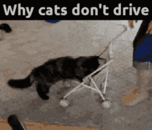 Why Cats Dont Drive Bad Driver GIF - Why Cats Dont Drive Cat Cats GIFs