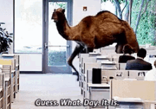Hump Day GIF - Hump Daw Guess What Day It Is Camel GIFs