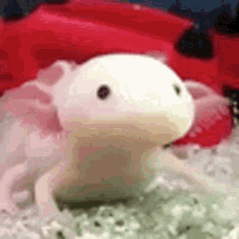 Axolotl Reflex GIF - Axolotl Reflex GIFs