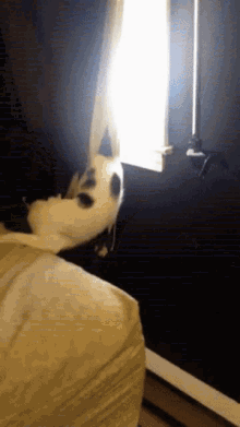 Rideaux Cat GIF - Rideaux Cat Silly GIFs