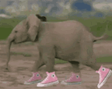 Elephant Converse GIF - Elephant Converse Pink Shoes GIFs