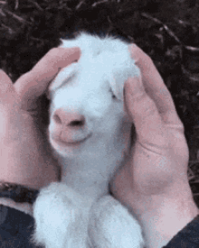 Goat Hello GIF - Goat Hello Peek A Boo GIFs