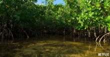 Lagoon Swamp GIF - Lagoon Swamp Mud GIFs