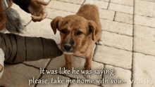 begging puppy