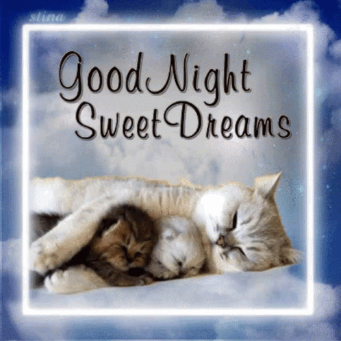 Good Night Cat GIF - Good Night Cat Kitty - Descubre amp Comparte GIFs