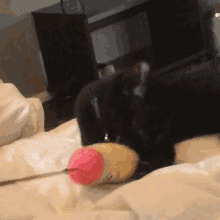black cat cute kitten play