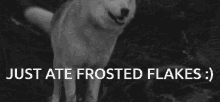 Candiwandi Just Ate Frost GIF - Candiwandi Just Ate Frost Nicky Just At GIFs