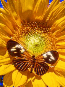 sunflower butterfly glitter sparkle shine
