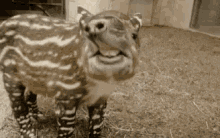 Funny Animal GIF - Funny Animal Baby Tapir GIFs