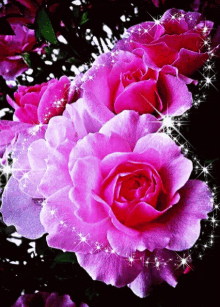 pink roses valentines happy
