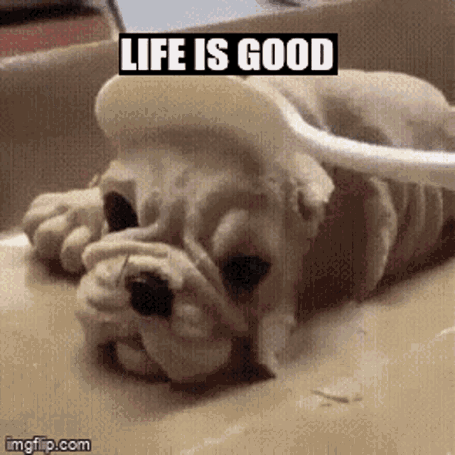 Life Is Good GIF - Life Is Good GIFs